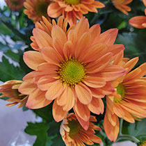 Chrysanthemums Orange