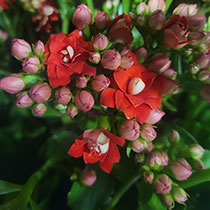 Red Cut Kalanchoes