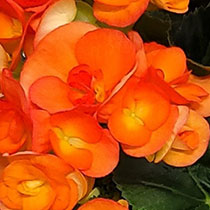 Bi-Colour Orange Begonia