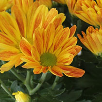 Bi-Colour Orange Chrysanthemum