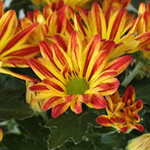 Bi-Colour Red Chrysanthemum