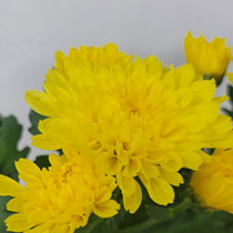 Yellow Cushion Chrysanthemum