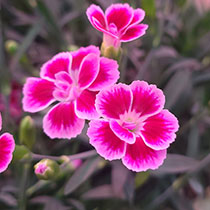 Pink Kisses Dianthus